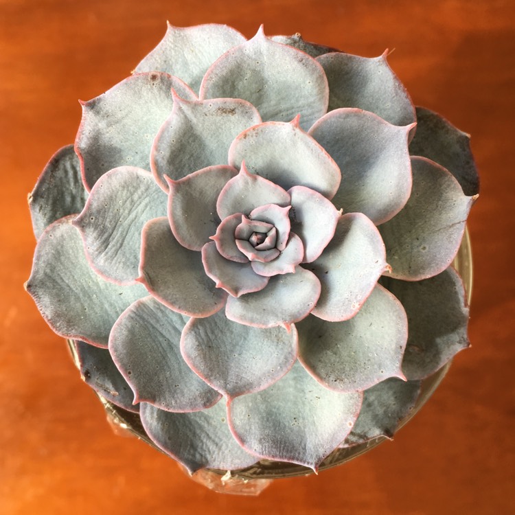 plant image 629241
