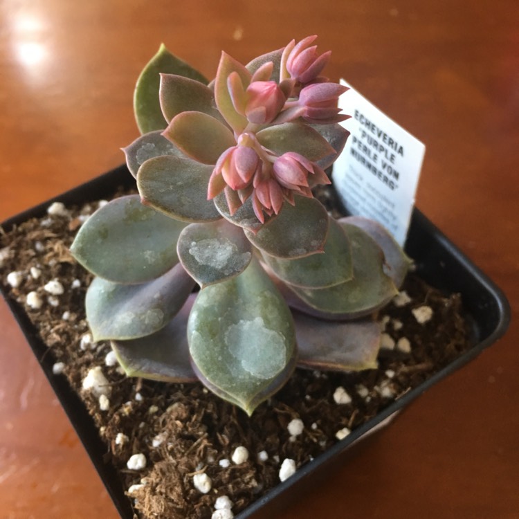 plant image 630353