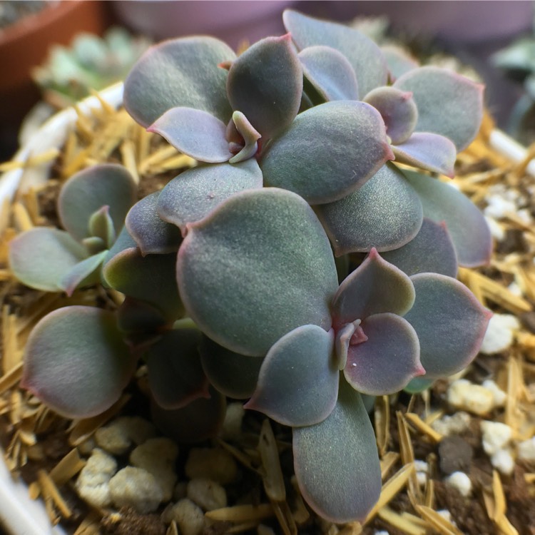 plant image 637233 plant image 637233