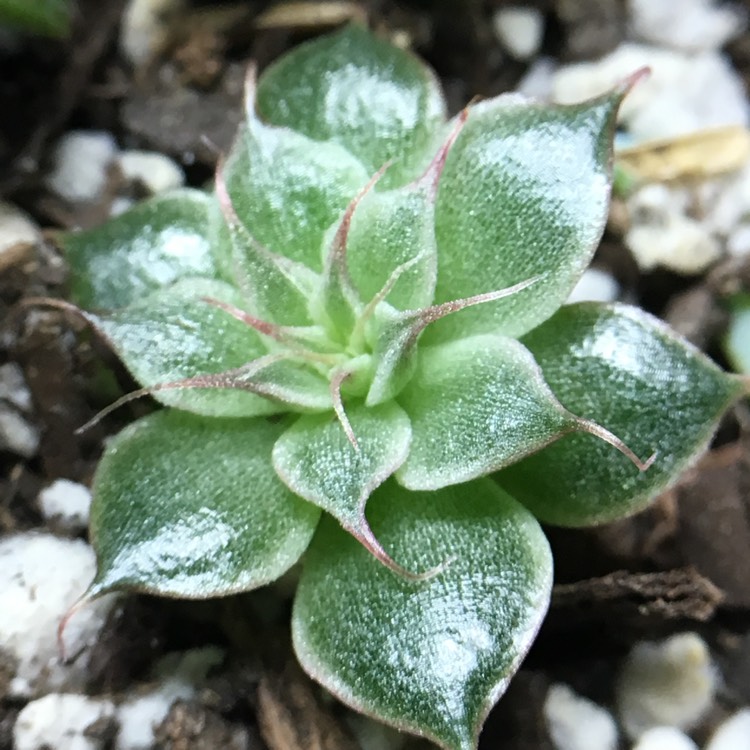 plant image 637244
