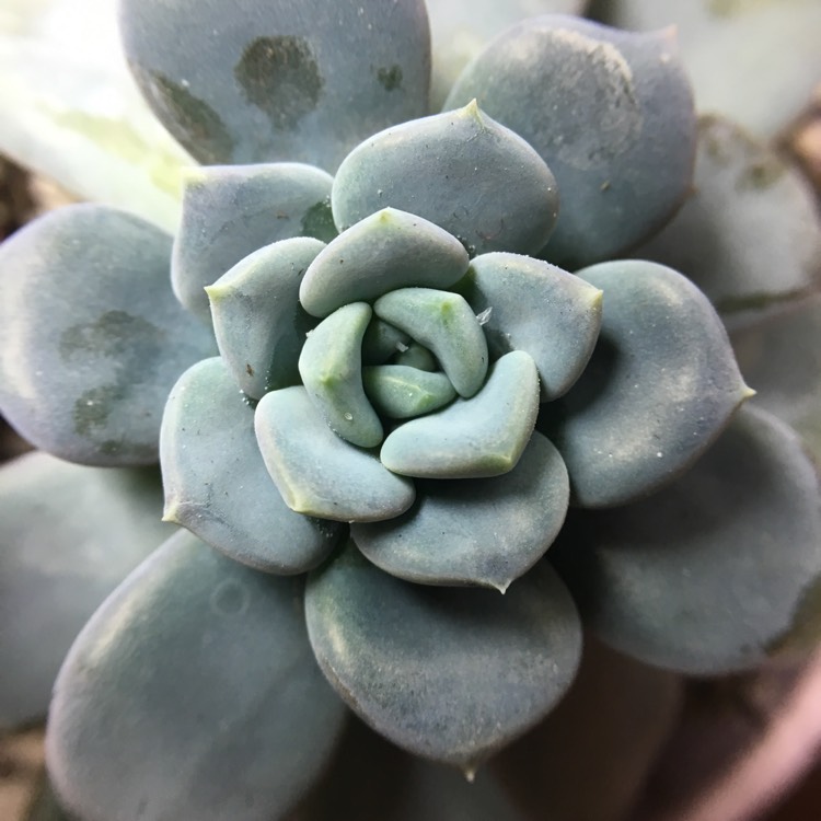 Plant image x Pachyveria Claire