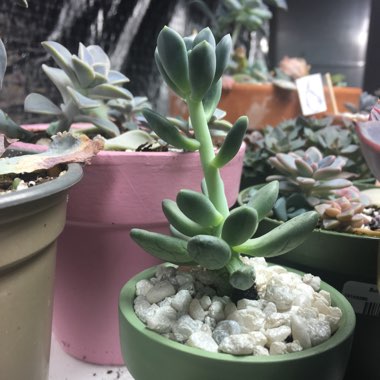 x Pachyveria Clavifolia