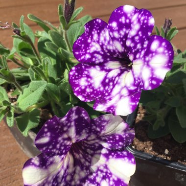 Petunia 'Kleph15313' syn. Petunia 'Night Sky', Petunia 'Headliner Night Sky'