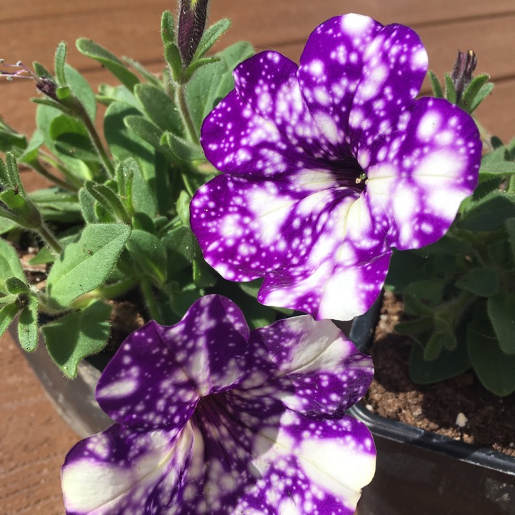plant image 669918