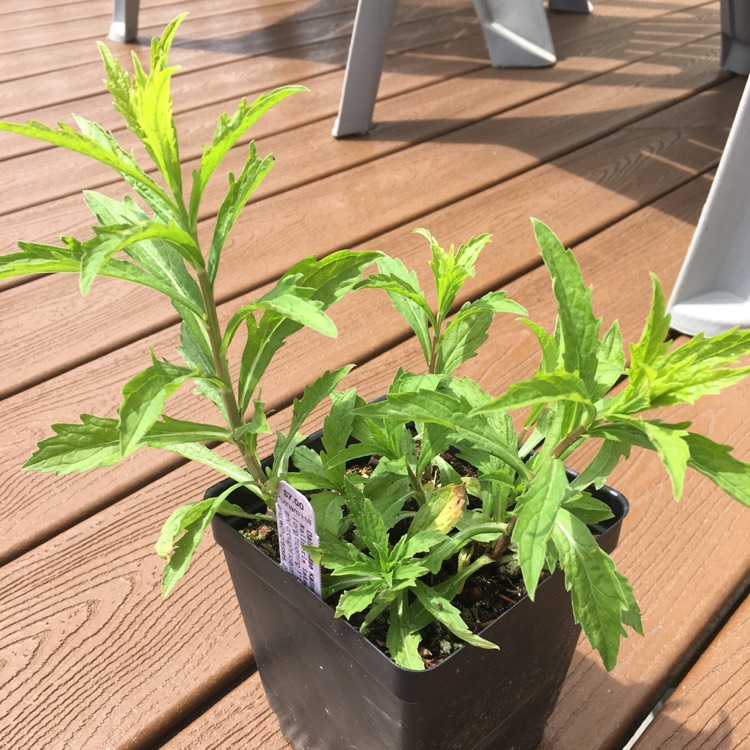 plant image 671405
