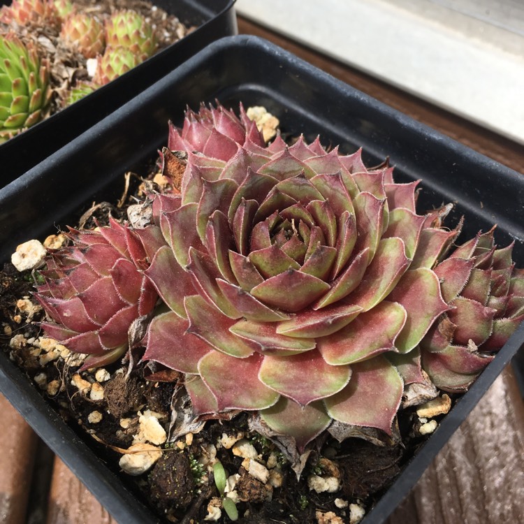 plant image 671447