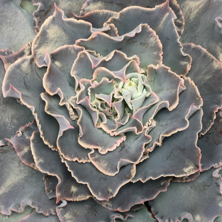 plant image 672585 plant image 672585