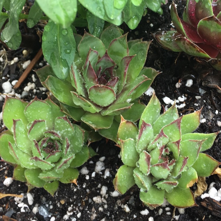 plant image 673661