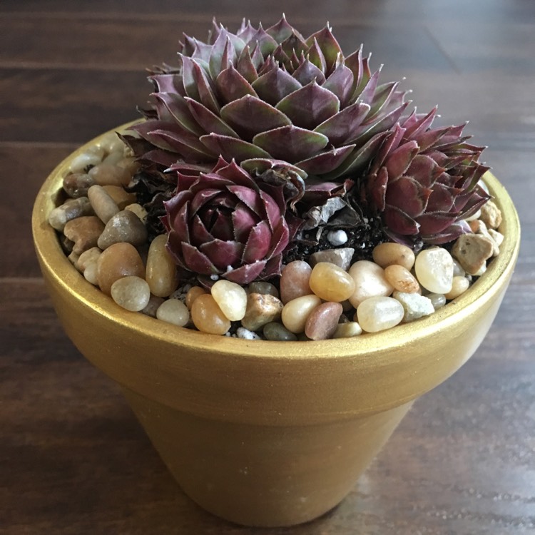 Plant image Sempervivum Granby