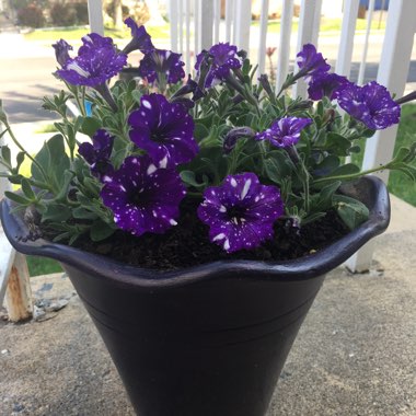 Petunia 'Kleph15313' syn. Petunia 'Night Sky', Petunia 'Headliner Night Sky'