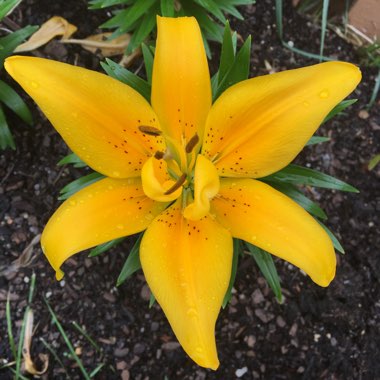 Lilium (Asiatic)