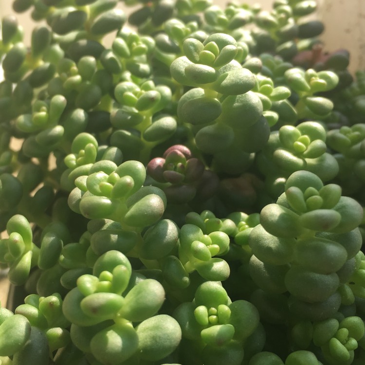 Plant image Sedum globosum 'Old Man's Bones'