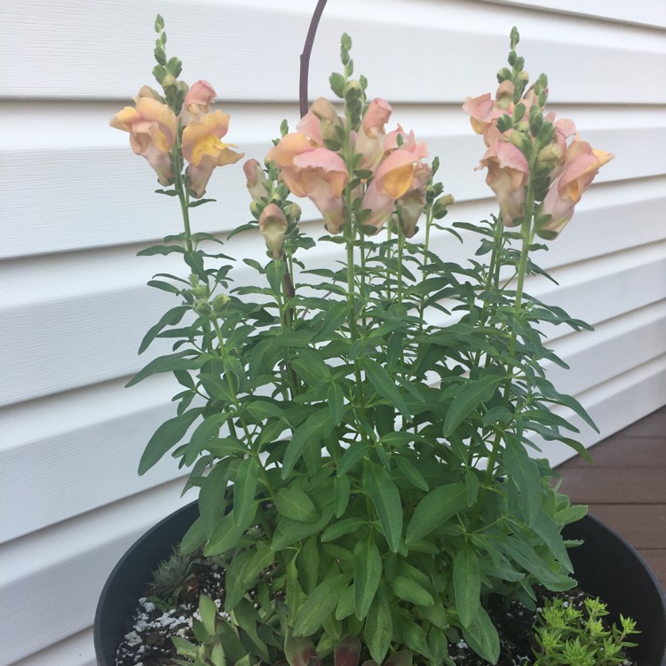 plant image 707208