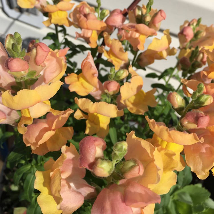 plant image 710031