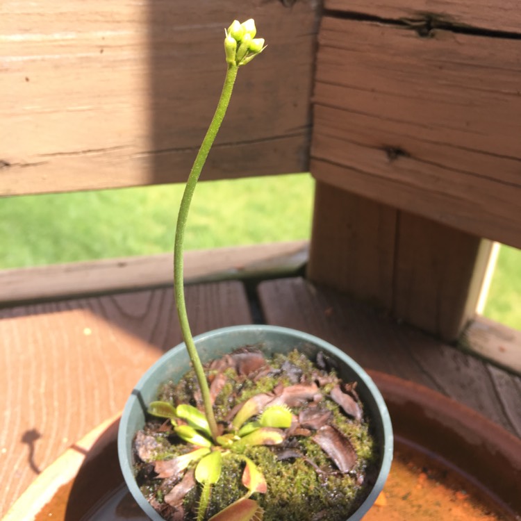 plant image 712141