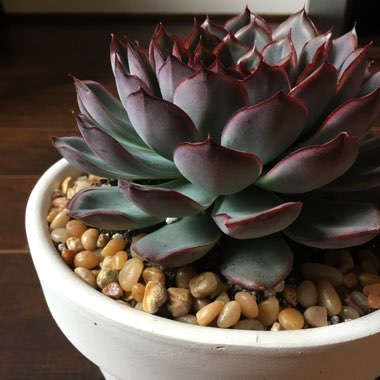 Echeveria Dark Ice