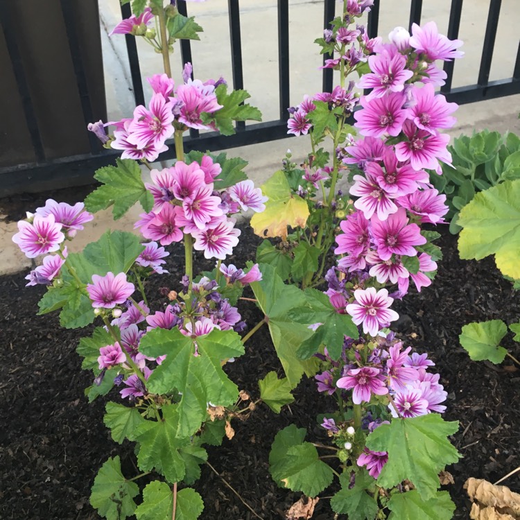 plant image 718002