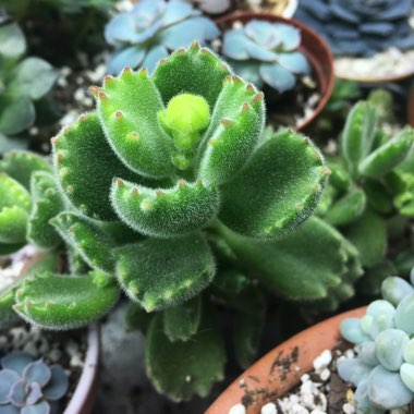 Cotyledon tomentosa