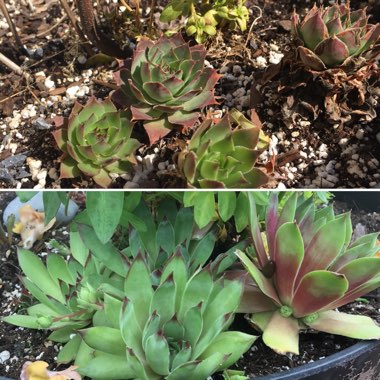 Sempervivum