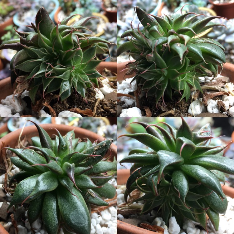 plant image 722976