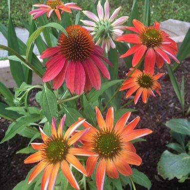 Echinacea 'Cheyenne Spirit' (Pink)