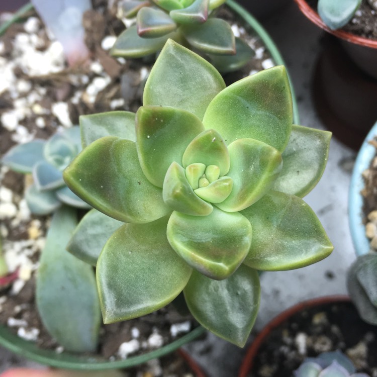 plant image 733321 plant image 733321