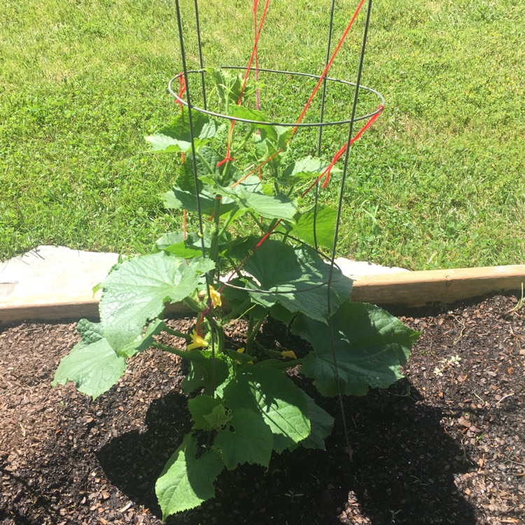 plant image 745634 plant image 745634