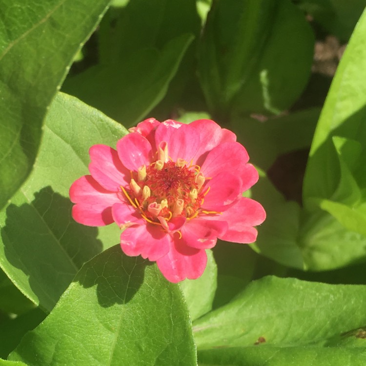 plant image 745699 plant image 745699