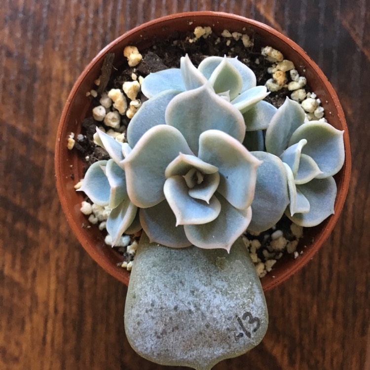 plant image 746729