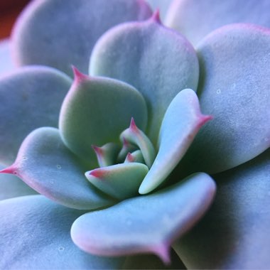 Echeveria Laurensis