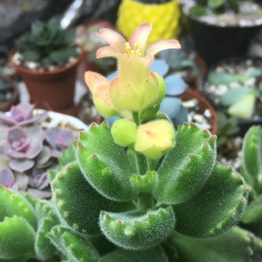 Cotyledon tomentosa
