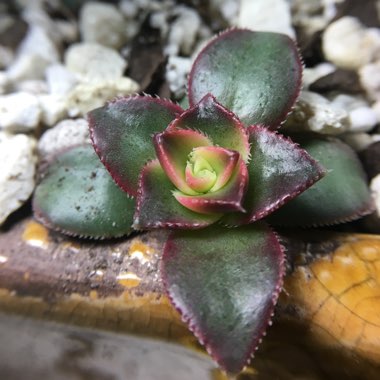 Aeonium Haworthii Dreamcolour