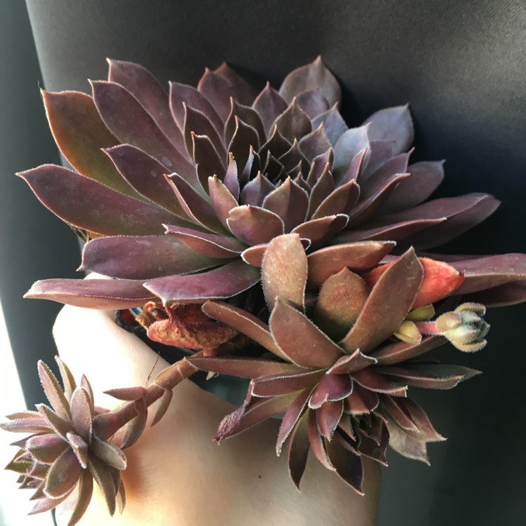 plant image 768689