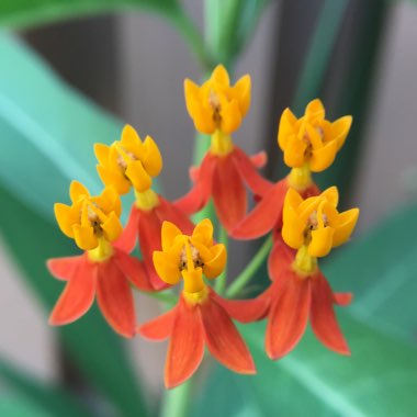 Asclepias tuberosa