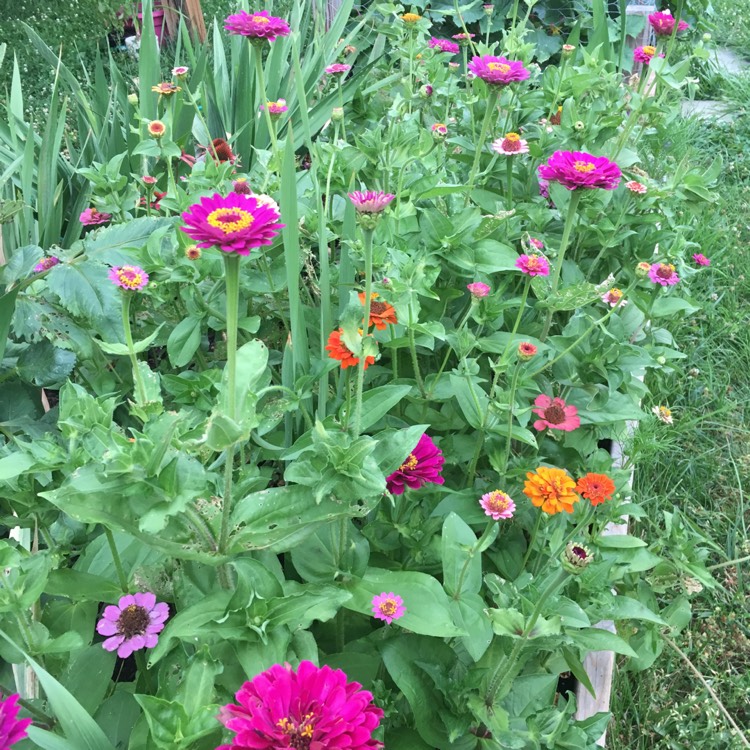 plant image 771227 plant image 771227