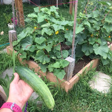 Cucumis sativus