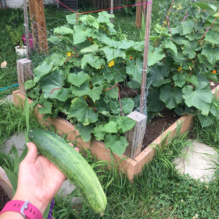 plant image 774806 plant image 774806