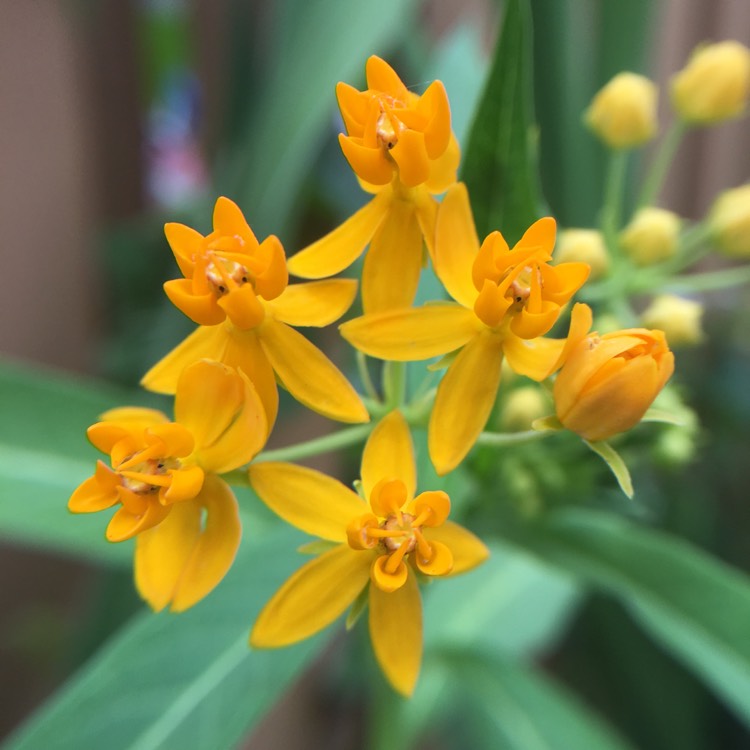 plant image 793777