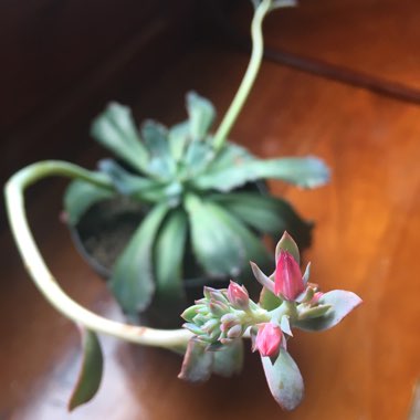 Echeveria Big Red