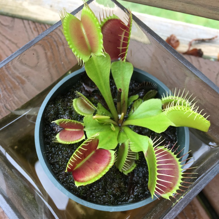 plant image 797926