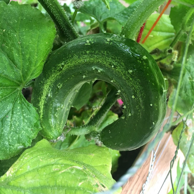 plant image 798410 plant image 798410