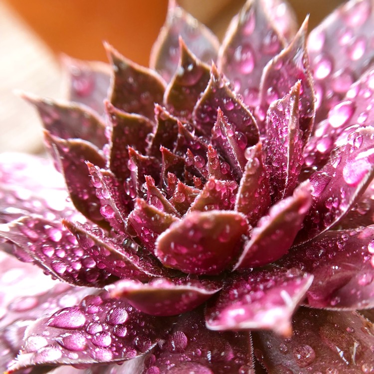 plant image 802415