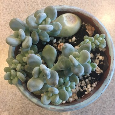 Pachyphytum bracteosum