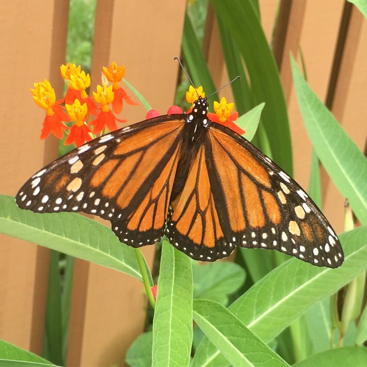 plant image 806235