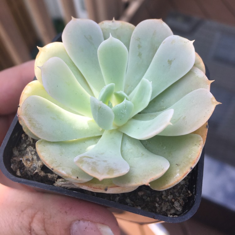 plant image 809728