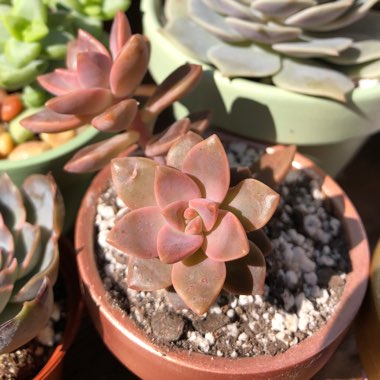 x Graptosedum California Sunset