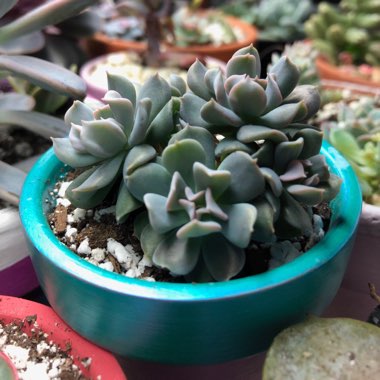 Echeveria Runyonii var. Topsy Turvy