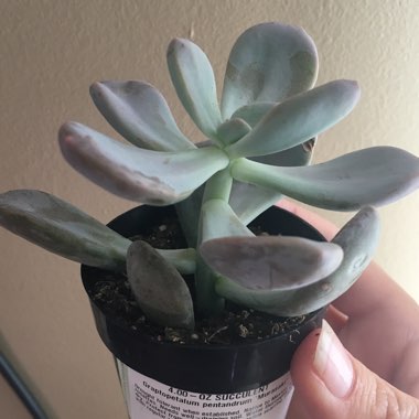 Graptopetalum Murasaki