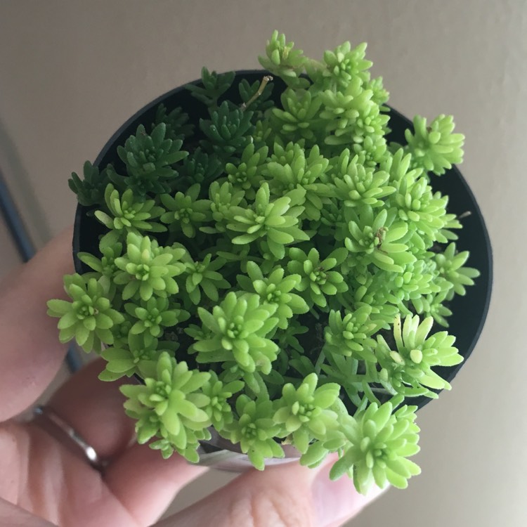 Plant image Sedum japonicum 'Tokyo Sun'