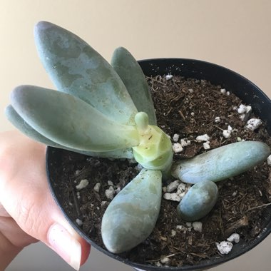 Pachyphytum Blue Haze